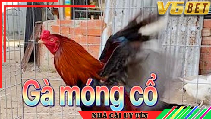 Gà Móng Cổ V6BET - Chiến kê được đánh giá cao trong các trận đá gà